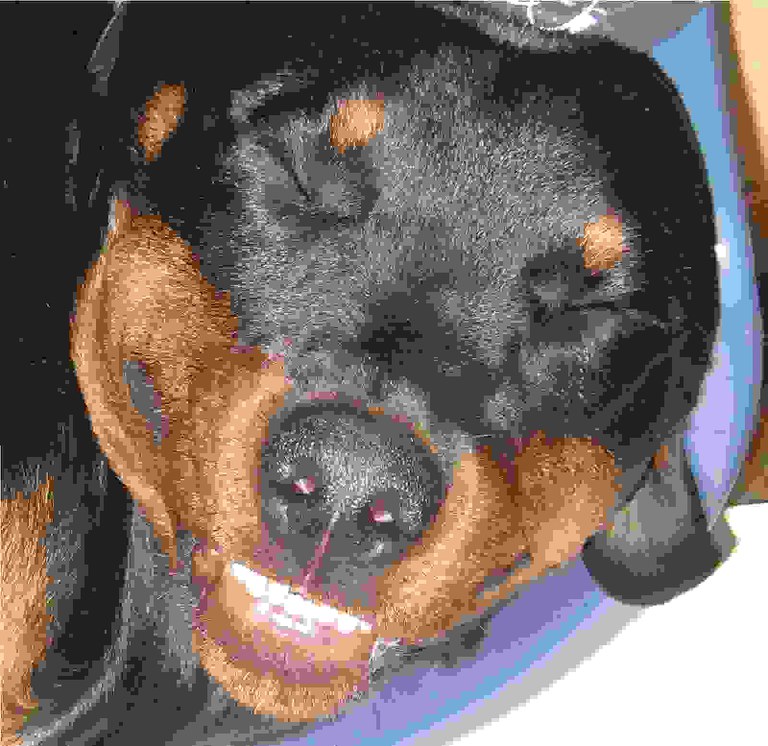mykopf